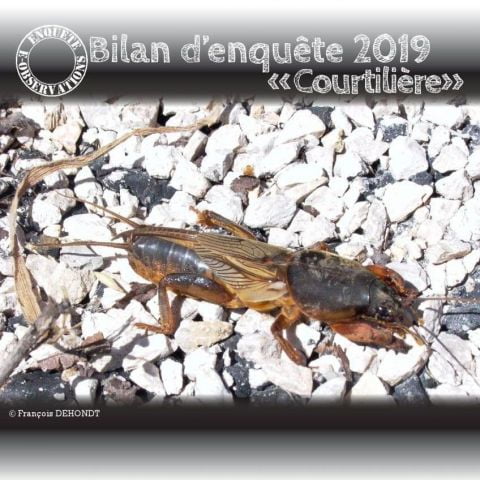 Retour sur l'enquête Courtilière - Bourgogne-Franche-Comté Nature