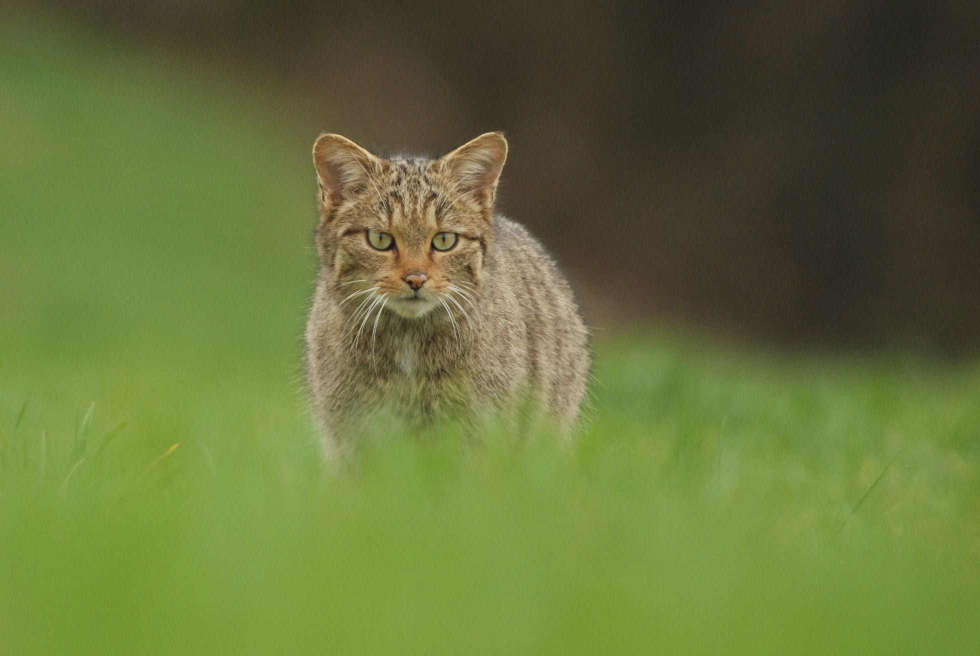 Chat sauvage (Felis silvestris) © L. Jouve