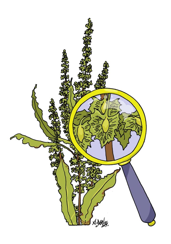 Petit récit d’une découverte botanique côte-d’orienne