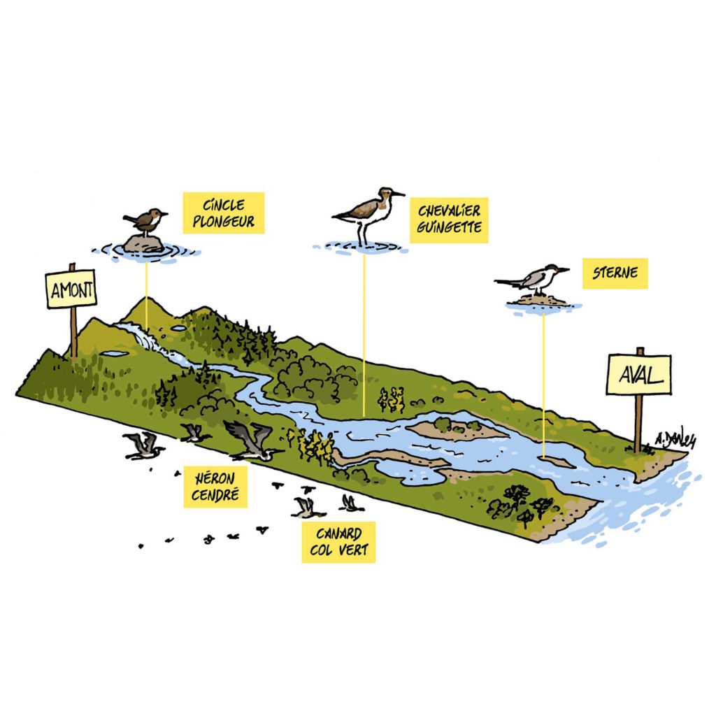 illustration oiseaux loire