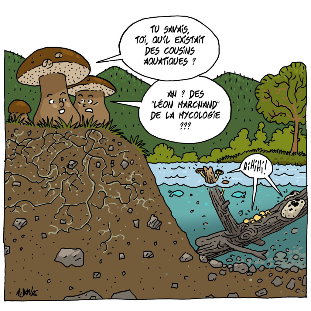 illu champignons