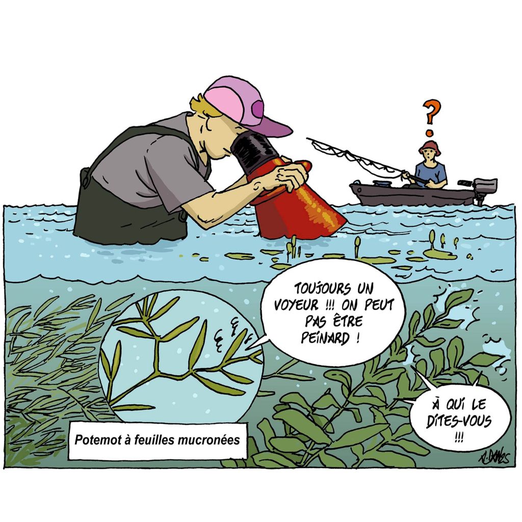 illu_peche-plante