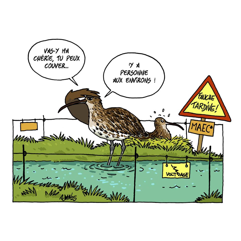 illu Courlis cendré
