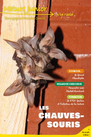 N°16 – Les chauves-souris